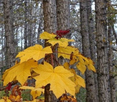 bright yellow devil in Alaska woods