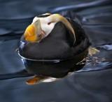 tufted puffin alaskan sea bird