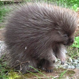 porcupines are alaska's biggest rodents