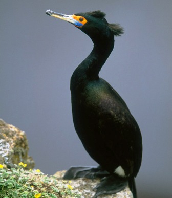 red headed Cormorant in Alaska