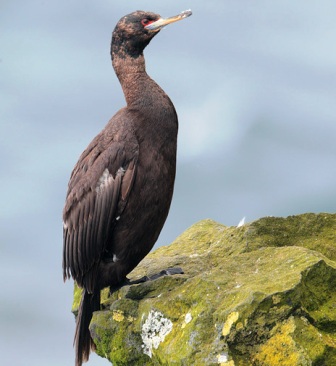 Cormorant bird on an alaska cliff