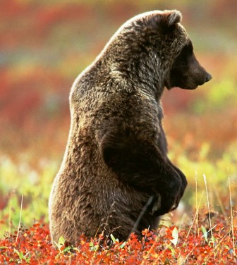 alaska is home to the grizzly bear