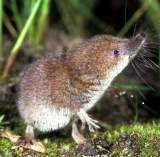 alaska shrew