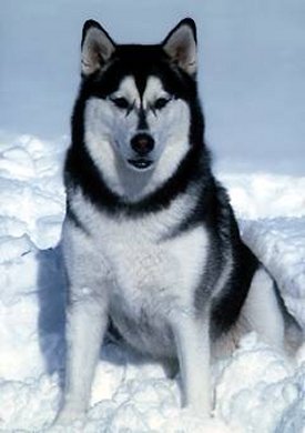 Alaskan malamute is the state dog for Alaska