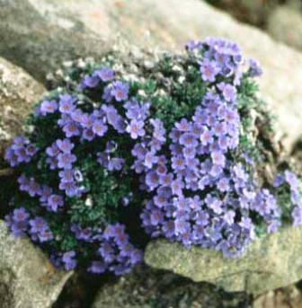 artic forget me not flower growing wild in Alaska