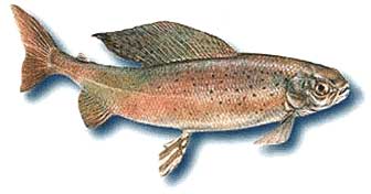 arctic grayling fish