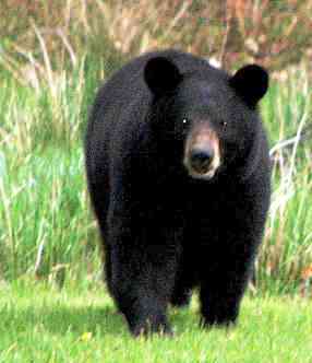 alaska black bears loves salmon