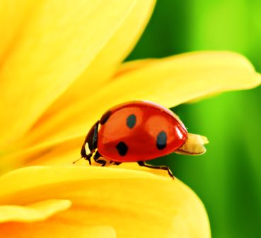 lady beetles are helpful in Alaska gardens