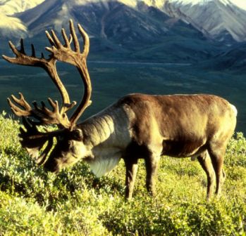 alaska caribou grazing