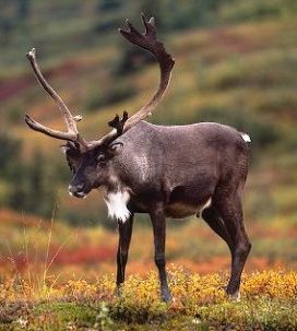 caribou are ungulates