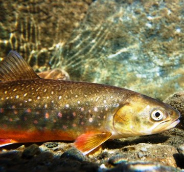 arctic char swimming in one of alaska lakes