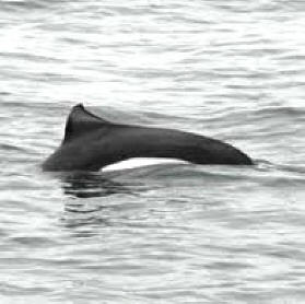 Dalls porpoise off the coast of Alaska