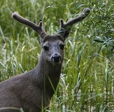 alaska sitka deer