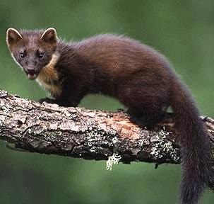 An Alaskan fisher weasel getting a drink