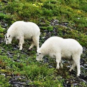 alaskan mountain goats