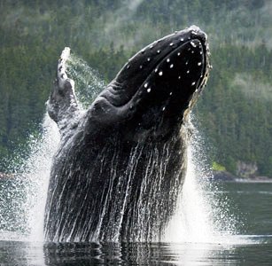 alaska humpback whale