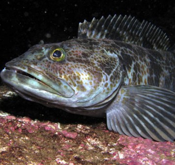 alaska lingcod fish is not a pretty fish