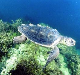 loggerhead turtles are sometimes seen off the coast of alaska