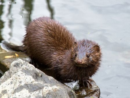 alaska is home to many mink