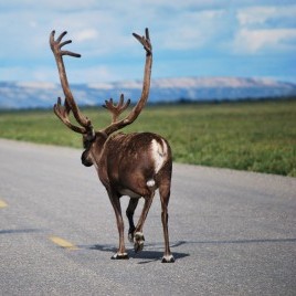moose can be seen walking along alaska highways