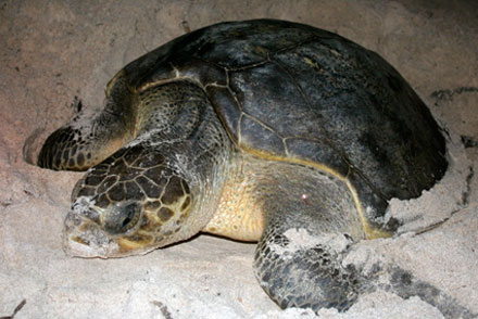 Olive Ridley Sea turtle is a rare visitor in Alaska
