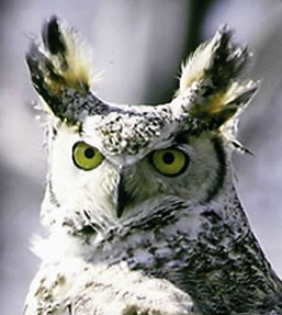 great horned owl in Alaska