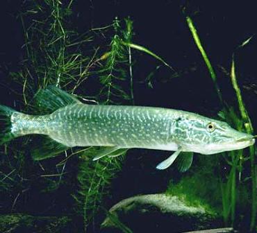 northern pike fish are found in Alaska