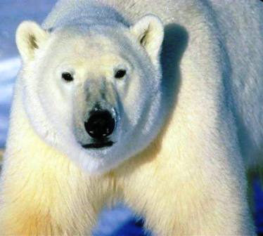 close up view of an alaskan polar bear