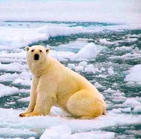 Alaska is home to polar bears