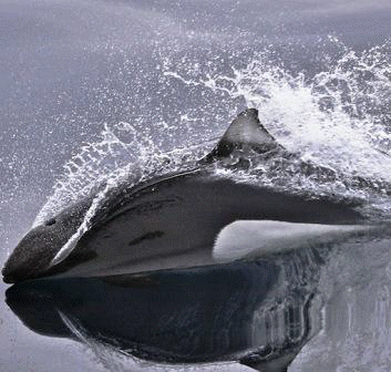 Dall's porpoise in Alaska shoreline
