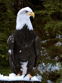 raptors like the bald eagle call alaska home
