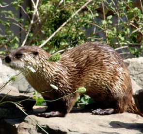 river otter are playful weasels