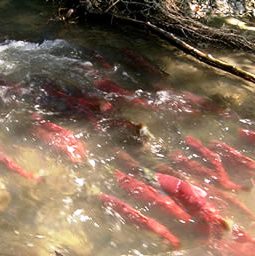 salmon run in the Copper River Alaska