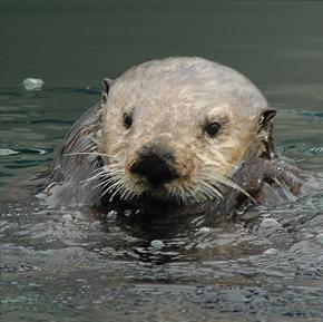 sea otters have strong teeth to crush their food