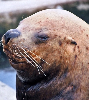 stellar sea lion up close in alaska