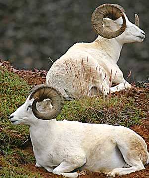 Dall Sheep in Alaska