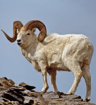 climbing dall sheep in Alaska