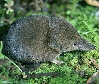 alaskan shrew