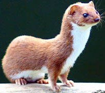 Alaska least weasel