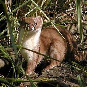 Alaska Least Weasel