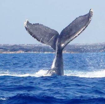 a gray whale showing off its tail