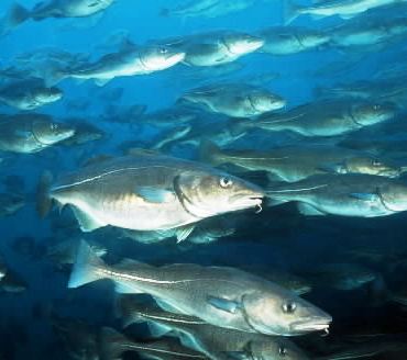 whitefish are common in alaska waters