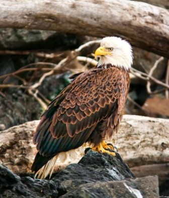 American Bald Eagle in Alaska