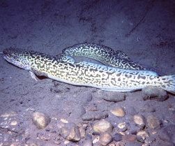 burbot fish swimming in alaska lake