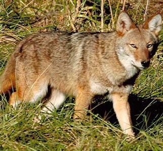 coyotes are a part of Alaska nature