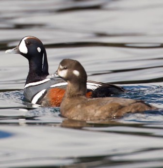 harlequin ducks in alaska