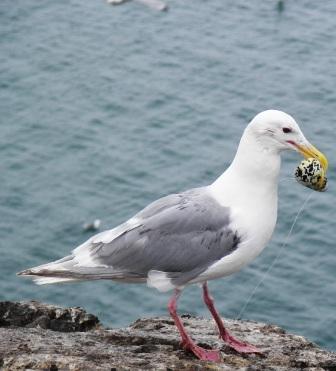 Glaucous-winged gulls are the common “seagulls” familiar to many on the south coast of Alaska