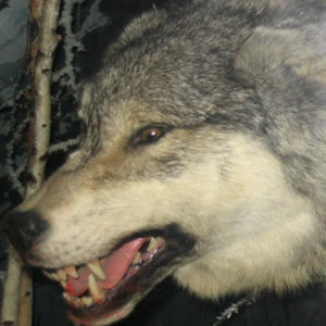 gray wolves can be dangerous to man in alaska