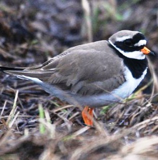 nesting plover in alaska