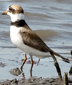 alaska plovers comb the beaches for food